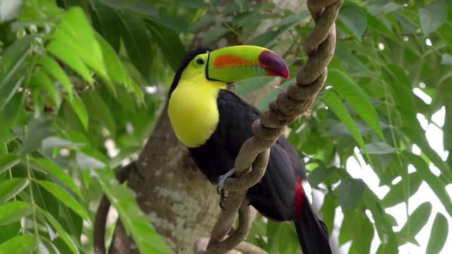 Toucan bird animal beauty of nature