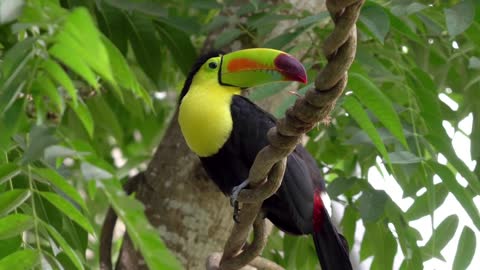 Toucan bird animal beauty of nature