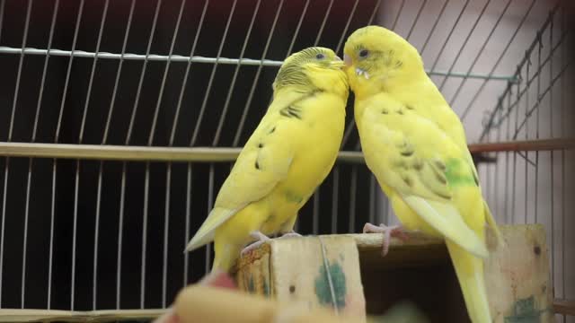 Beutiful 2 Parots love