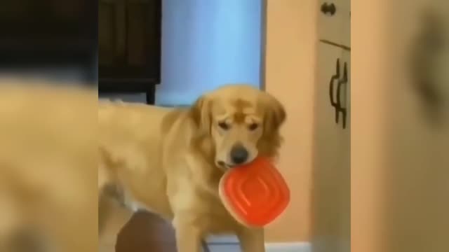 Smart Dog Takes Food