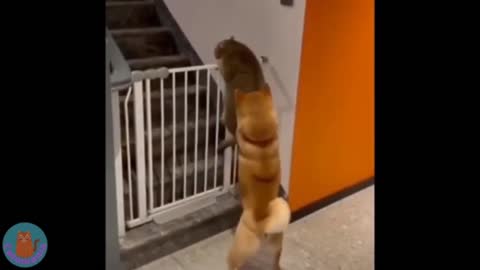 Funny cute cat videos