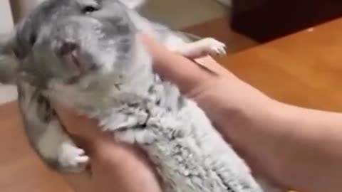 Cuddle time with animals