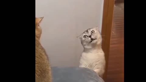Funny cat videos playing and singing
