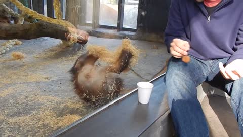 Monkey Sees A Magic Trick