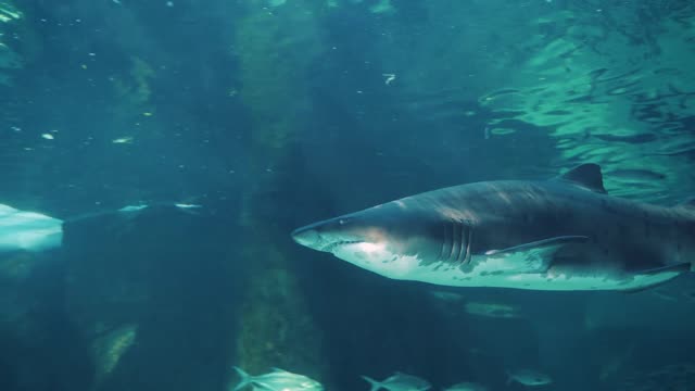 swimming-with-the whale shark