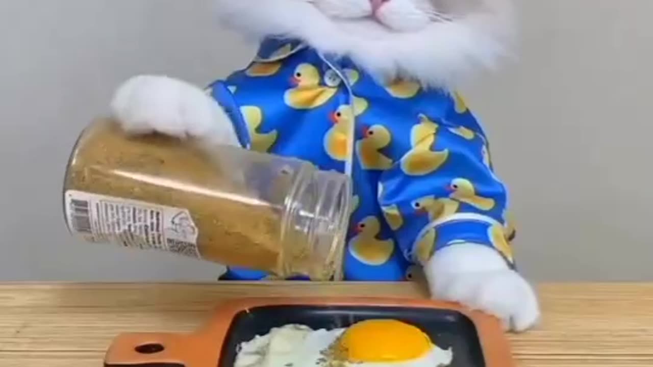 Funny and Cute Cats Videos #282