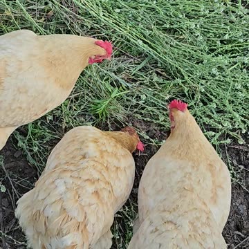 OMC! Even more pizza crust teamwork from these amazing chickens! #chickens #teamwork #shorts #hens