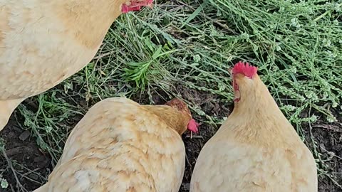 OMC! Even more pizza crust teamwork from these amazing chickens! #chickens #teamwork #shorts #hens