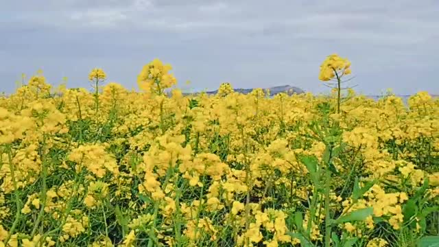 Jeju Island Canola Flower