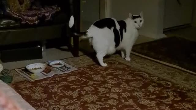 Cute and Funny Cat Videos Compilation - PART 100