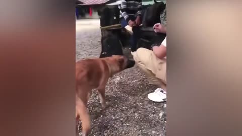 Funny video cat
