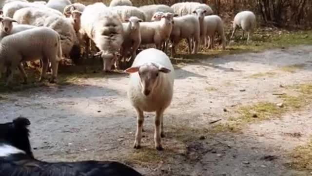The dog challenges the stubborn lamb.