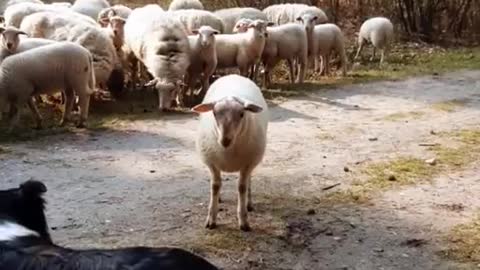 The dog challenges the stubborn lamb.