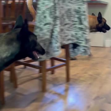 Dog Gets Dustpan To Help #dog #smartdog #doglife