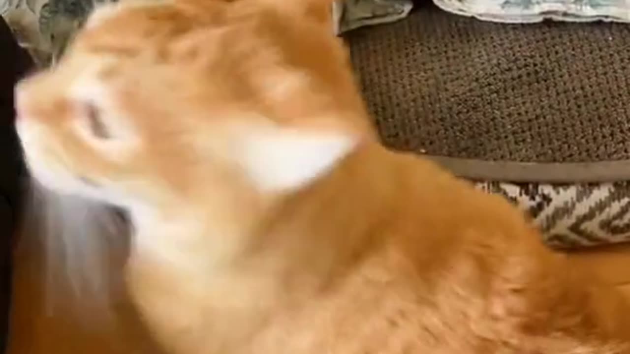 Funny Cat Video | Watch These Hilarious Furballs Crack You Up