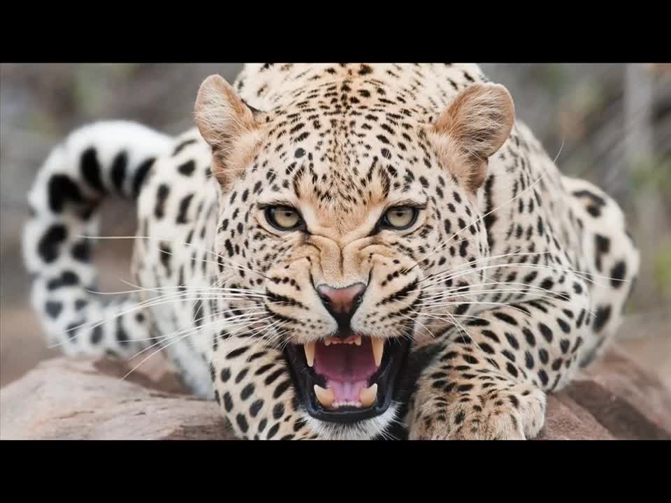 leopard sound effect copyright free