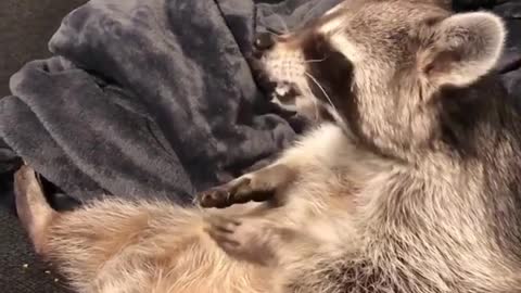 Racoon eating chex mix and sitting down on sofa and watching tv