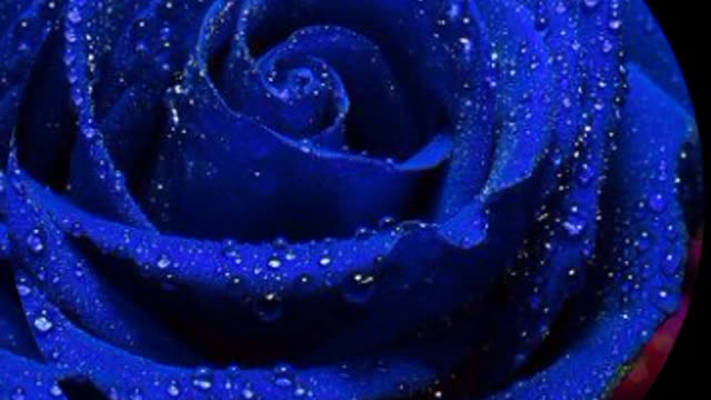 Beautiful rose blue flowers