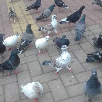 alimontando os pombos na praca 8