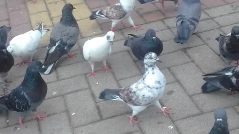 alimontando os pombos na praca 8