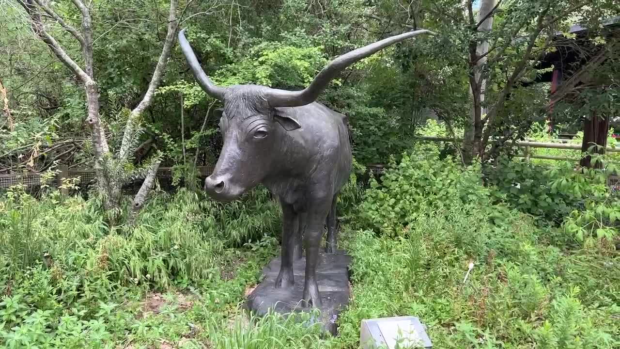 COWS ARE NOT AMERICANS OR TEXAN