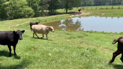 90- Heavy bred Black and crossbred.