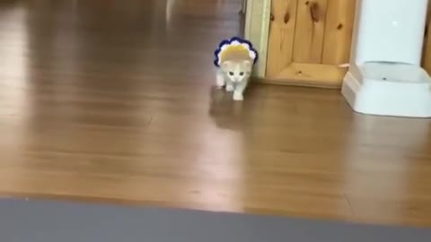 Funniest Cat Videos Every Day 2021🐈🤣 #59