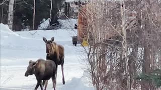 Happy Cat Wants to Meet Moose