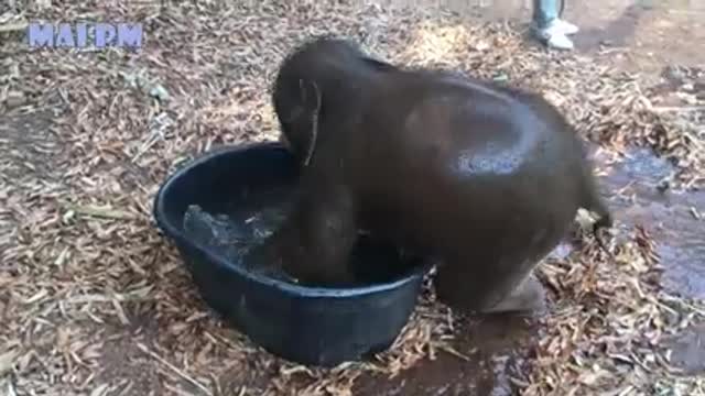 baby elephant funny