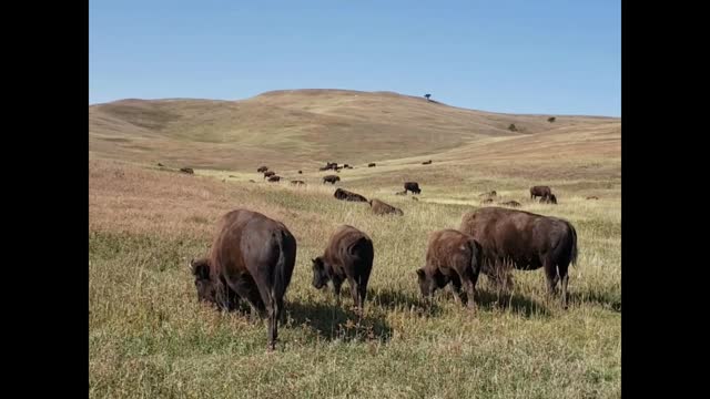 Custer State Park South Dakota