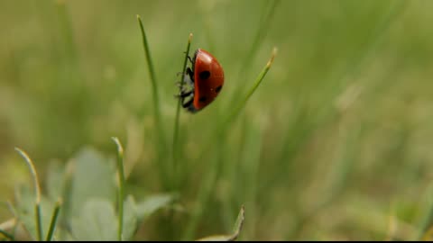 funny Ladybird