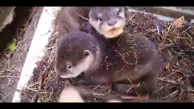 Two little otters