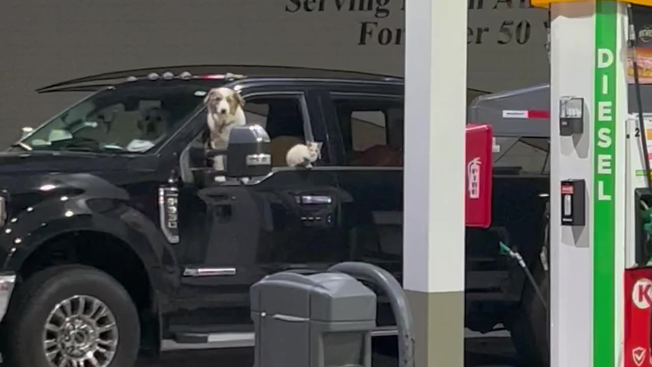 Pickup Packed Full of Pets