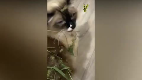 Funny Cats Compilation from tiktok