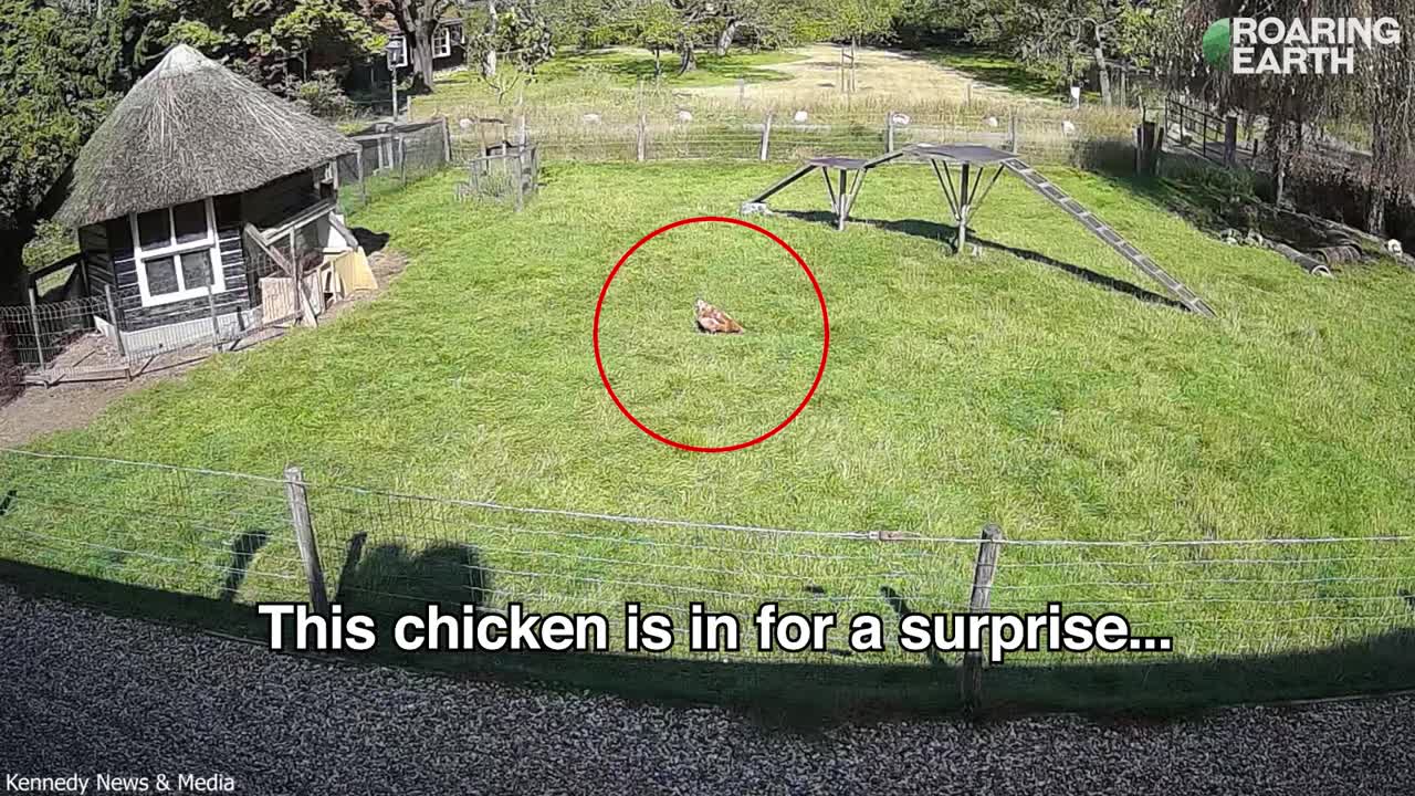 Hero Goat Saves Chicken from Hawk Attack