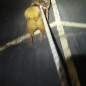 myndefuchefoundation dog