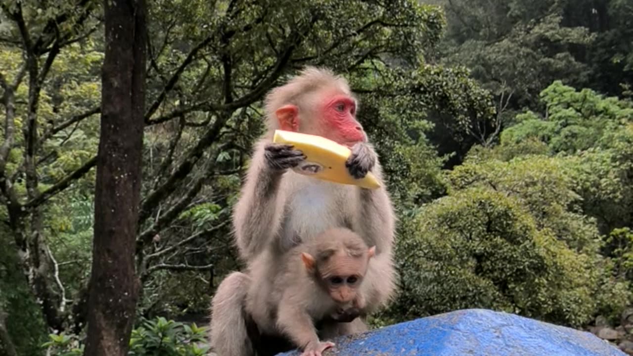 Monkey with kid eating pineapple