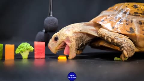 ASMR Turtle