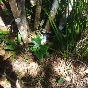 14.8.2024 Party in the Park, Kuranda