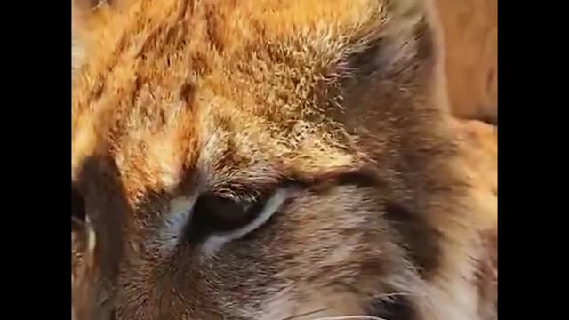 How does it feel to see a lion up close