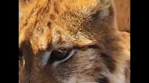 How does it feel to see a lion up close