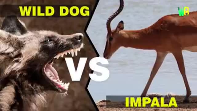 Most dangerous wild dog attack animal fact