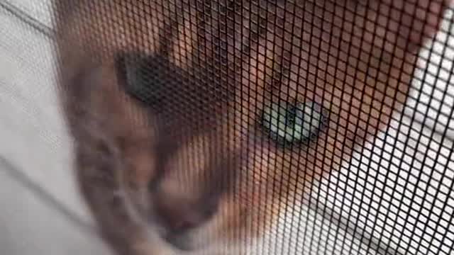 cat video