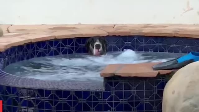 You Made It- Funny Dogs