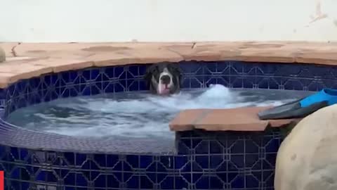 You Made It- Funny Dogs