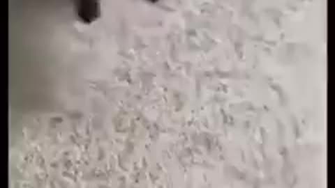 Monkey and dog fighting🐕🐕🐕🐕🐕🐕🐒🐒🐒🐒🐒