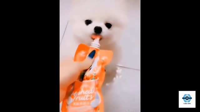 Cute funny dogs compilation HD