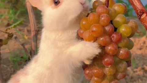 Cute Rabbit Eating Juicy Grapes
