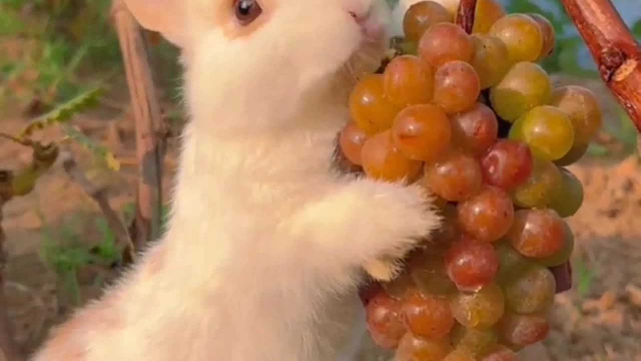 Cute Rabbit Eating Juicy Grapes