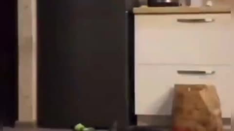 compilation in funny tik tok videos of animals